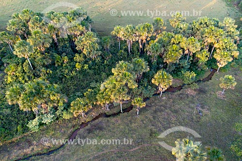  Picture taken with drone of the buritis (Mauritia flexuosa) with small stream  - Hidrolandia city - Goias state (GO) - Brazil