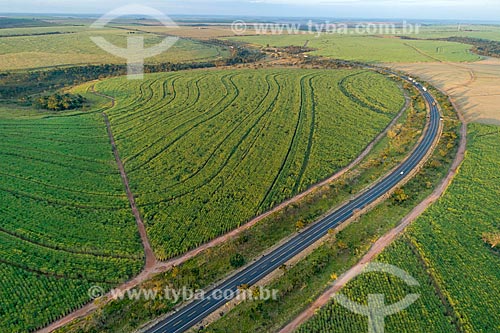  Picture taken with drone of snippet of the Transbrasiliana Highway (BR-153) - also known as Belem-Brasilia Highway and Bernardo Sayao Highway - amid the canavials  - Comendador Gomes city - Minas Gerais state (MG) - Brazil