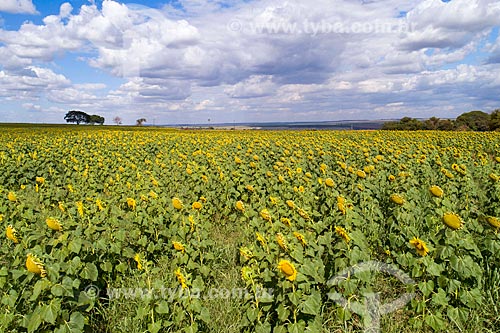  Sunflower (Helianthus annuus) plantation  - Monte Alegre de Minas city - Minas Gerais state (MG) - Brazil