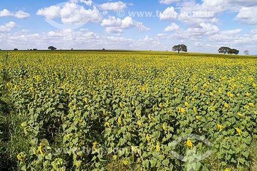  Sunflower (Helianthus annuus) plantation  - Monte Alegre de Minas city - Minas Gerais state (MG) - Brazil