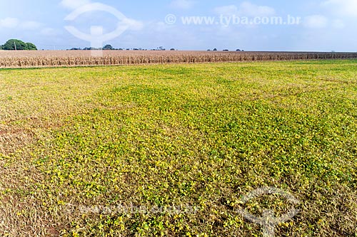  Bean plantation with cornfield in the background  - Guaira city - Sao Paulo state (SP) - Brazil
