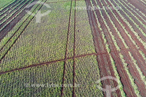  Picture taken with drone of the bean plantation irrigated with central pivot  - Guaira city - Sao Paulo state (SP) - Brazil