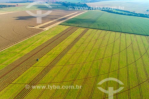  Picture taken with drone of the bean plantation with cornfield to the left  - Guaira city - Sao Paulo state (SP) - Brazil