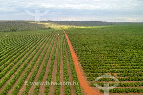  Picture taken with drone of the orchard of oranges  - Uberlandia city - Minas Gerais state (MG) - Brazil