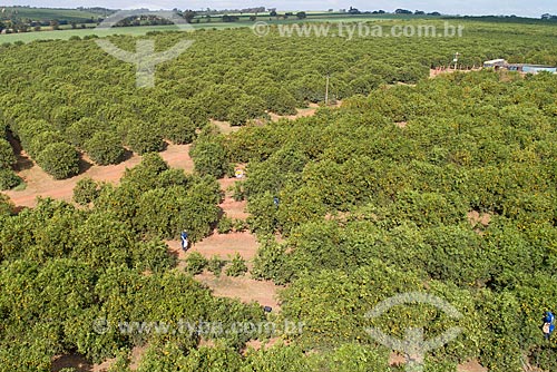  Picture taken with drone of the orchard of oranges  - Bebedouro city - Sao Paulo state (SP) - Brazil