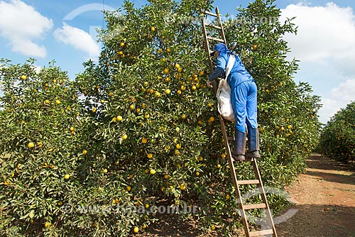  Rural worker harvesting orange  - Bebedouro city - Sao Paulo state (SP) - Brazil