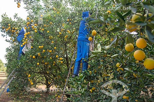  Rural workers harvesting orange  - Bebedouro city - Sao Paulo state (SP) - Brazil