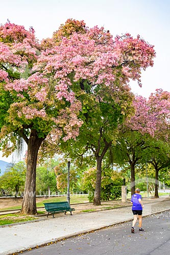  Sapucaia (Lecythis pisonis) flowery - Quinta da Boa Vista Park  - Rio de Janeiro city - Rio de Janeiro state (RJ) - Brazil