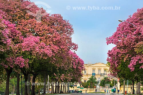  Flowering trees - Quinta da Boa Vista Park with the National Museum - old Sao Cristovao Palace - in the background  - Rio de Janeiro city - Rio de Janeiro state (RJ) - Brazil