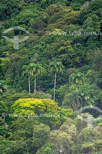  Detail of typical vegetation of Atlantic Rainforest - Tijuca National Park  - Rio de Janeiro city - Rio de Janeiro state (RJ) - Brazil