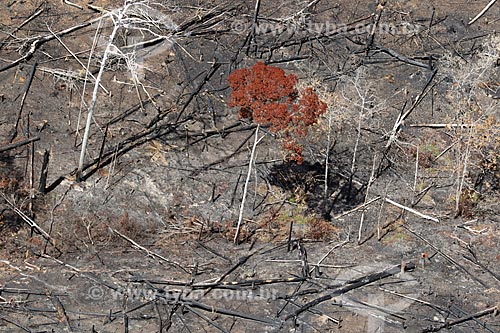  Aerial photo of tree amid the burned - typical vegetation of amazon near to Manacapuru city  - Manacapuru city - Amazonas state (AM) - Brazil