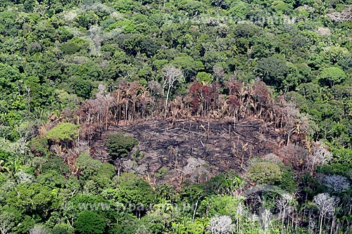  Aerial photo of the burned - typical vegetation of amazon near to Manacapuru city  - Manacapuru city - Amazonas state (AM) - Brazil
