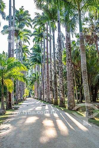  View of Palm tree Alameda - Botanical Garden of Rio de Janeiro with the Fountain of the Muses in the background  - Rio de Janeiro city - Rio de Janeiro state (RJ) - Brazil