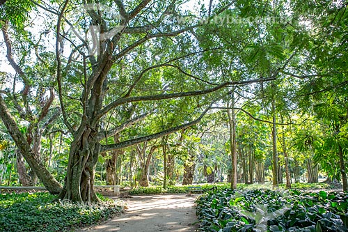  Vegetation - Botanical Garden of Rio de Janeiro  - Rio de Janeiro city - Rio de Janeiro state (RJ) - Brazil