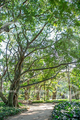  Vegetation - Botanical Garden of Rio de Janeiro  - Rio de Janeiro city - Rio de Janeiro state (RJ) - Brazil