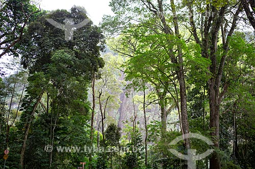  View of typical vegetation of Atlantic Rainforest - Tijuca National Park  - Rio de Janeiro city - Rio de Janeiro state (RJ) - Brazil