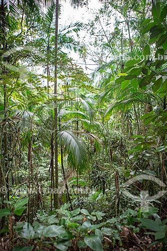  View of typical vegetation of Atlantic Rainforest - Tijuca National Park  - Rio de Janeiro city - Rio de Janeiro state (RJ) - Brazil