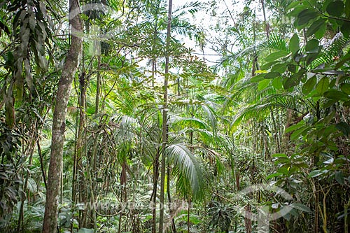  View of typical vegetation of Atlantic Rainforest - Tijuca National Park  - Rio de Janeiro city - Rio de Janeiro state (RJ) - Brazil