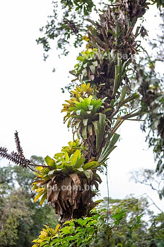  Detail of bromeliads on branch - Tijuca National Park  - Rio de Janeiro city - Rio de Janeiro state (RJ) - Brazil