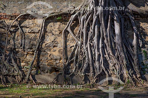  Detail of tree roots near to National Museum - old Sao Cristovao Palace - Quinta da Boa Vista Park  - Rio de Janeiro city - Rio de Janeiro state (RJ) - Brazil