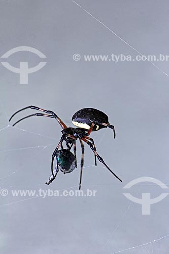  Detail of insect trapped spider in its web  - Rio de Janeiro city - Rio de Janeiro state (RJ) - Brazil