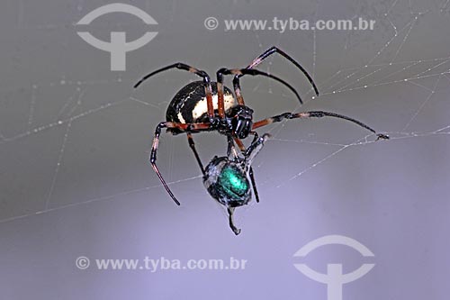  Detail of insect trapped spider in its web  - Rio de Janeiro city - Rio de Janeiro state (RJ) - Brazil