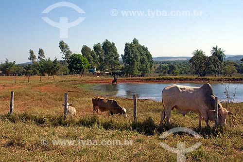  Cattle - farm corral  - Jardim city - Mato Grosso do Sul state (MS) - Brazil