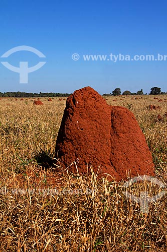  Termite mounds amid the typical vegetation of cerrado  - Jardim city - Mato Grosso do Sul state (MS) - Brazil