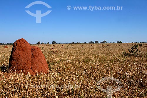  Termite mounds amid the typical vegetation of cerrado  - Jardim city - Mato Grosso do Sul state (MS) - Brazil