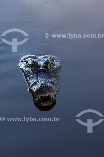  Yacare caiman (caiman crocodilus yacare) - Saint Dominic corixo - affluent of the Miranda River  - Miranda city - Mato Grosso do Sul state (MS) - Brazil
