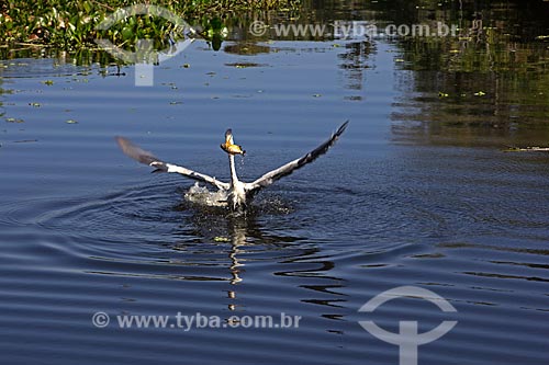  Cocoi heron (Ardea cocoi) fishing - Saint Dominic corixo - affluent of the Miranda River  - Miranda city - Mato Grosso do Sul state (MS) - Brazil