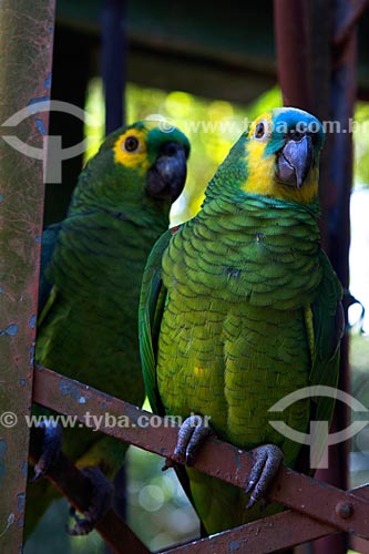  Detail of parrot (Amazona aestiva)  - Miranda city - Mato Grosso do Sul state (MS) - Brazil