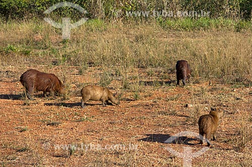  Capybaras (Hydrochoerus hydrochaeris) - San Domingos Farm  - Miranda city - Mato Grosso do Sul state (MS) - Brazil