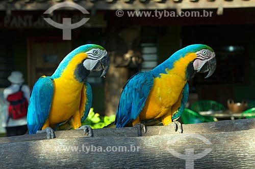  Blue-and-yellow Macaws (Ara ararauna) - also known as the Blue-and-gold Macaw - San Domingos Farm  - Miranda city - Mato Grosso do Sul state (MS) - Brazil