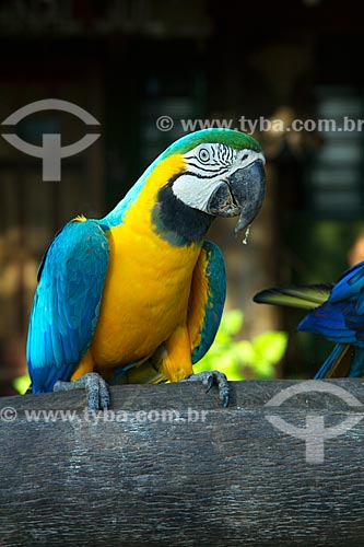  Blue-and-yellow Macaw (Ara ararauna) - also known as the Blue-and-gold Macaw - San Domingos Farm  - Miranda city - Mato Grosso do Sul state (MS) - Brazil
