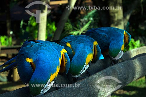  Blue-and-yellow Macaws (Ara ararauna) - also known as the Blue-and-gold Macaw - eating in San Domingos Farm  - Miranda city - Mato Grosso do Sul state (MS) - Brazil
