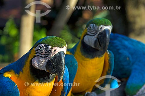  Blue-and-yellow Macaws (Ara ararauna) - also known as the Blue-and-gold Macaw - San Domingos Farm  - Miranda city - Mato Grosso do Sul state (MS) - Brazil