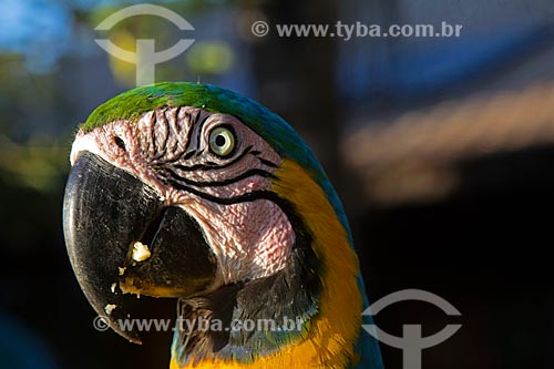  Detail of blue-and-yellow macaw (Ara ararauna) - also known as the Blue-and-gold Macaw - San Domingos Farm  - Miranda city - Mato Grosso do Sul state (MS) - Brazil