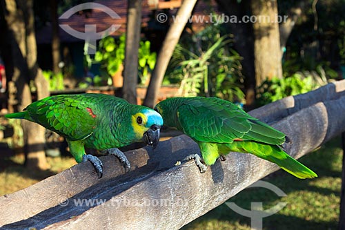  Parrots (Amazona aestiva) - San Domingos Farm  - Miranda city - Mato Grosso do Sul state (MS) - Brazil