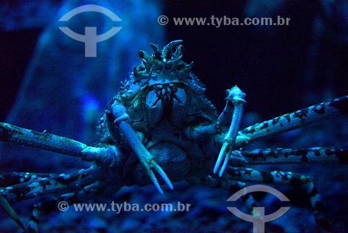  Detail of Japanese spider crab (Macrocheira kaempferi) - AquaRio - marine aquarium of the city of Rio de Janeiro  - Rio de Janeiro city - Rio de Janeiro state (RJ) - Brazil