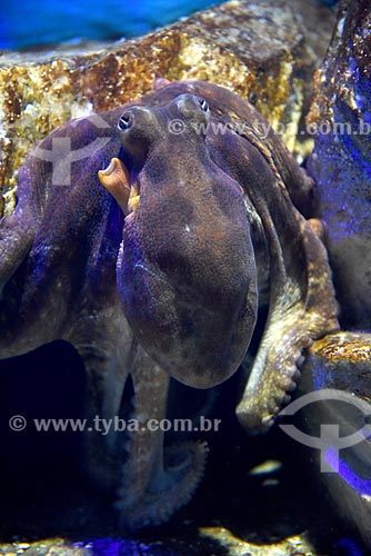  Detail of octopus- AquaRio - marine aquarium of the city of Rio de Janeiro  - Rio de Janeiro city - Rio de Janeiro state (RJ) - Brazil
