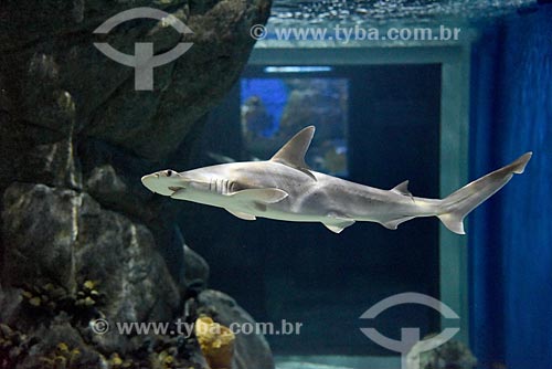  Detail of shark - AquaRio - marine aquarium of the city of Rio de Janeiro  - Rio de Janeiro city - Rio de Janeiro state (RJ) - Brazil