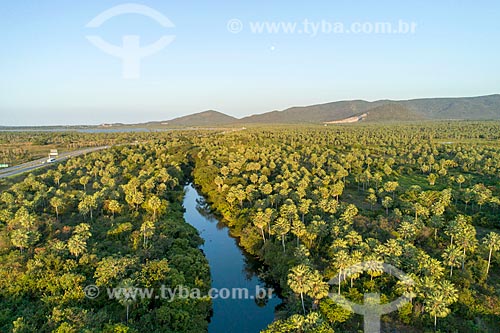  Picture taken with drone of the carnauba palm (Copernicia prunifera) plantation  - Caucaia city - Ceara state (CE) - Brazil