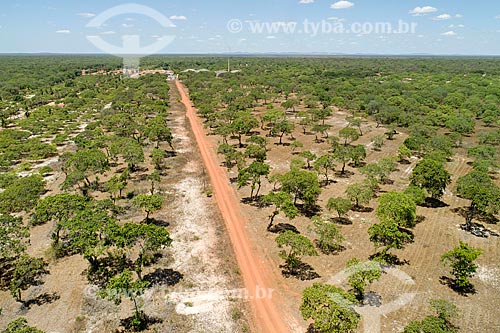  Picture taken with drone of the orchard of cashew - Uruanan Cione Farm  - Chorozinho city - Ceara state (CE) - Brazil