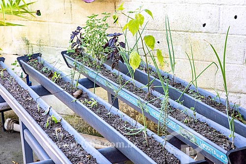  Gutter for growing vegetables - Horta in the House Project - Secretariat of Agriculture, Livestock and Fisheries of the Municipality of Marica  - Marica city - Rio de Janeiro state (RJ) - Brazil