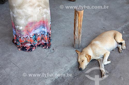 Sleeping dog - Mata Verde Bonita Village (Tekoa Ka Aguy Ovy Pora) of the Guarani tribe  - Marica city - Rio de Janeiro state (RJ) - Brazil