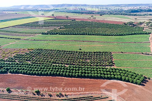  Picture taken with drone of the orchard of carambola, pumpkin plantation and orchard of mango in the background  - Taquaritinga city - Sao Paulo state (SP) - Brazil