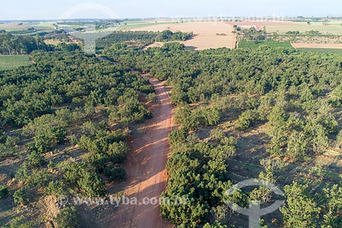  Picture taken with drone of the orchard of avocado  - Taquaritinga city - Sao Paulo state (SP) - Brazil