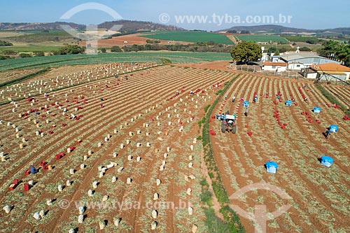  Picture taken with drone of the onion harvest  - Monte Alto city - Sao Paulo state (SP) - Brazil