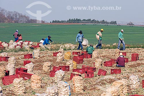  Rural workers harvesting onion  - Monte Alto city - Sao Paulo state (SP) - Brazil